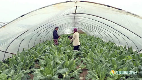 邵陽縣新聞快訊 農業技術研究助力鄉村振興