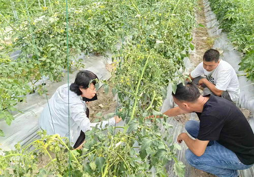 慶元網 農業(yè)技術研究助力鄉(xiāng)村振興