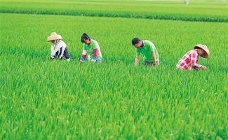 南繁育種 筑牢國(guó)家糧食安全的科技基石